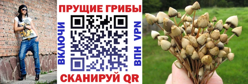 наркота  Рубцовск  Галлюциногенные грибы Cubensis 